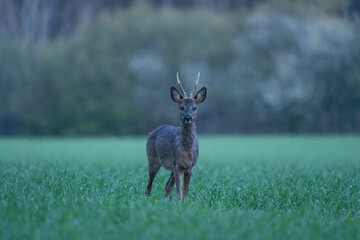 Naklejka premium German Roe Buck 