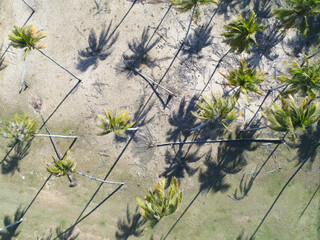 Aerial view of coconut tree at a beach in Terengganu, Malaysia