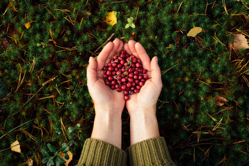 Woman with hands cupped holding fresh cranberries in forest