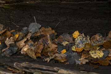 Seasonal autumn background of colorful leaves