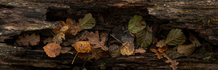 Seasonal autumn background of colorful leaves