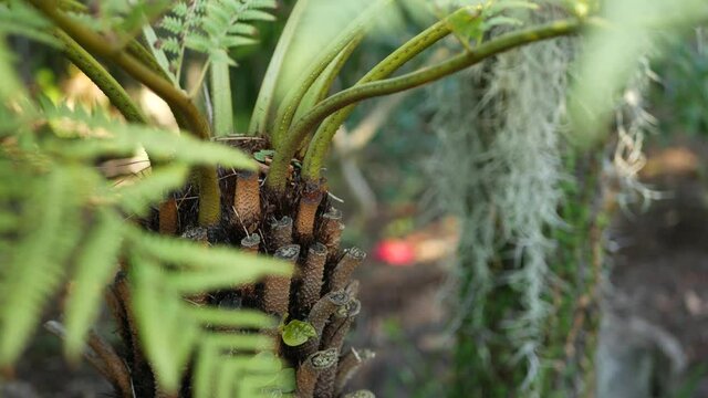 Exotic jungle rainforest tropical atmosphere. Fern, palms and fresh juicy frond leaves, amazon dense overgrown deep forest. Dark natural greenery lush foliage. Evergreen ecosystem. Paradise aesthetic.