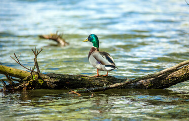The drake is standing on a tree branch in the middle of the lake