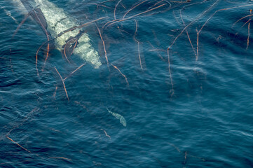 Fishing Steller's Sea Lions (Eumetopias jubatus) at sea off Chowiet Island, Semidi Islands, Alaska, USA