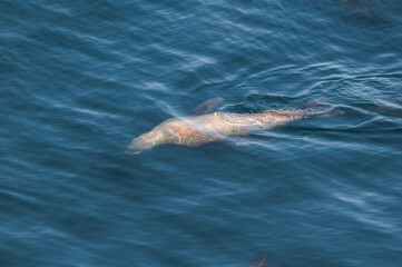 Naklejka premium Fishing Steller's Sea Lions (Eumetopias jubatus) at sea off Chowiet Island, Semidi Islands, Alaska, USA