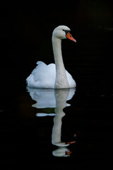 white swan on black background