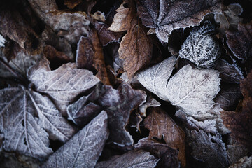 Frosty Leaves