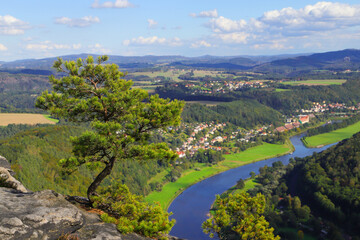 A weather pine on the Lilienstein with the river Elbe and Bad Schandau in background, Saxon...