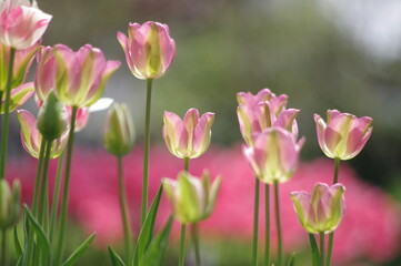 Fototapeta premium ガーデニングの花