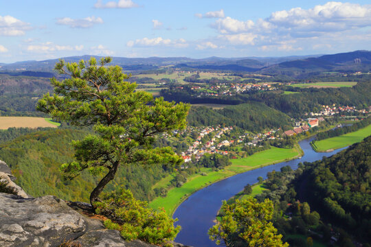 A weather pine on the Lilienstein with the river Elbe and Bad Schandau in background, Saxon Switzerland - Germany