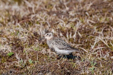 Rock Sandpiper (Calidris ptilocnemis) at St. George Island, Pribilof Islands, Alaska, USA