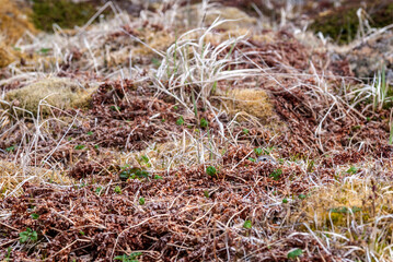 Rock Sandpiper (Calidris ptilocnemis) at nest in St. George Island, Pribilof Islands, Alaska, USA