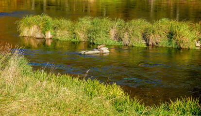 The rain is a tributary of the Danube and flows through the Bavarian Forest, photographed in autumn