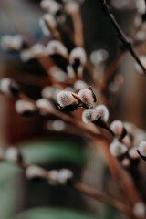 Beautiful fluffy willow branches with catkins on nature background. Spring season, blossom pussy-willows. Symbol of Easter.