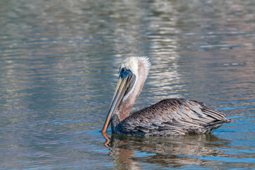 Brown Pelican (Pelecanus occidentalis) in Malibu Lagoon, California, USA