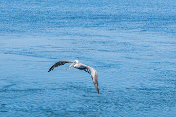 Fishing Brown Pelican (Pelecanus occidentalis) in Bolsa Chica Ecological Reserve, California, USA