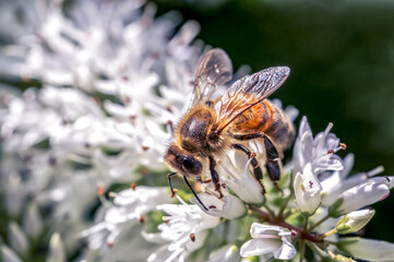 Western Honeybee or European honey bee Apis mellifera collecting pollen on white buddleia.