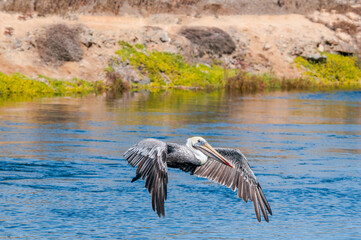 Fishing Brown Pelican (Pelecanus occidentalis) in Bolsa Chica Ecological Reserve, California, USA