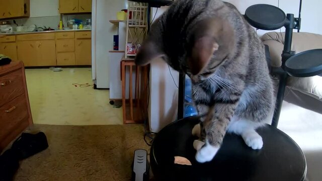 Tabby cat sitting on a drum stool in the living room knocking a potato chip onto the carpet.