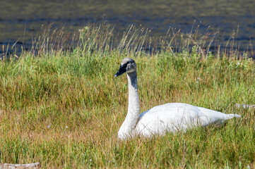 Immature Trumpeter Swans (Cygnus buccinator) in Yellowstone National Park, USA
