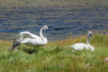 Immature Trumpeter Swans (Cygnus buccinator) in Yellowstone National Park, USA
