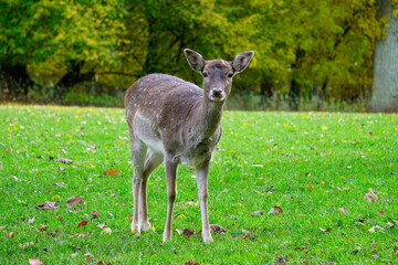 Naklejka na ściany i meble A beautiful deer in the green park