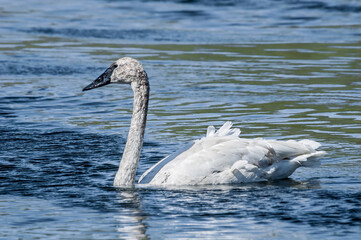 Immature Trumpeter Swan (Cygnus buccinator) in Yellowstone National Park, USA