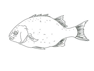 Silhouette of fish, sketch style. Hand drawing illustration, isolated white background