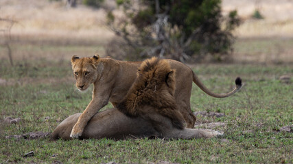 Fototapeta na wymiar lioness flirting with a male lion
