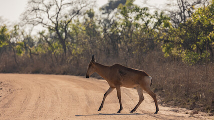 lichtenstein hartebeest in Kruger national park