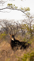 sable cow in golden light