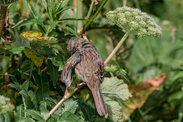 Song Sparrow (Melospiza melodia) at Chowiet Island, Semidi Islands, Alaska, USA