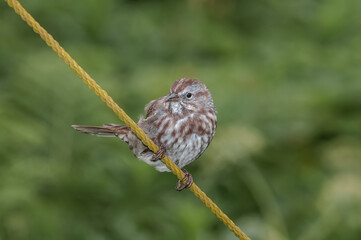 Song Sparrow (Melospiza melodia) at Chowiet Island, Semidi Islands, Alaska, USA