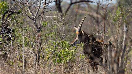 a sable calf in the wild