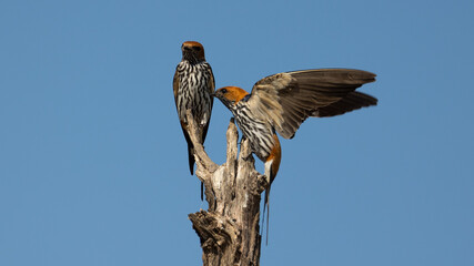 the lesser striped swallow in the wild