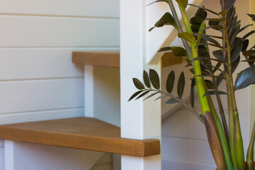 Wooden stairs leading to a second floor in a duplex apartment or house. Potted Zamioculcas houseplant. Green space. Bringing nature into everyday life, at one with nature concept. White wooden walls.