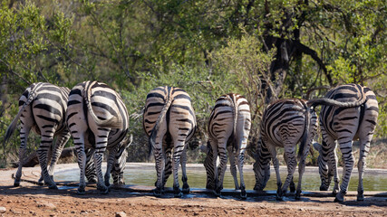 a zebra herd drinking water