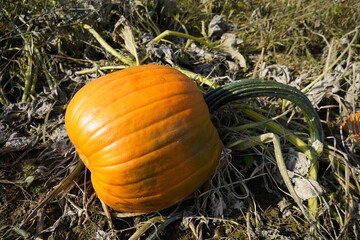 Kürbis Feld Ernte Halloween Anbau