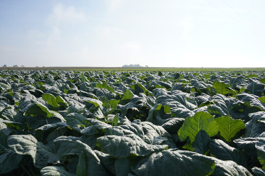 Kohlfeld Landwirtschaft