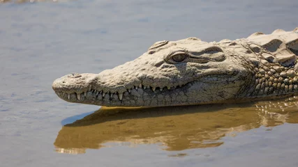 Muurstickers nile crocodile in a waterhole © Jurgens
