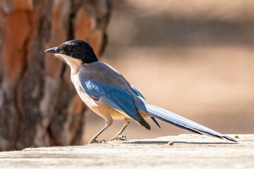 Azure-winged magpie (Cyanopica cyanus) searching for the food on the forest floor