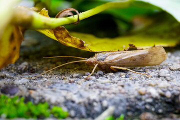 An insect with wings hiding under the fallen leaf