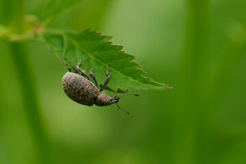 Würfelfleckiger Staubrüssler (Liophloeus tessulatus) 