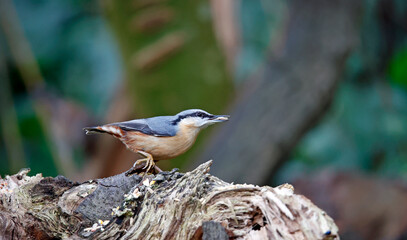 Nuthatch foraging for food in the woods