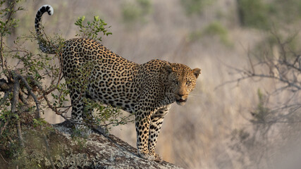 big male leopard in a tree - golden hour