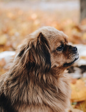 Red haired dog in the autumn park. Little friend. Сozy autumn photo. Funny portrait of the puppy dog.