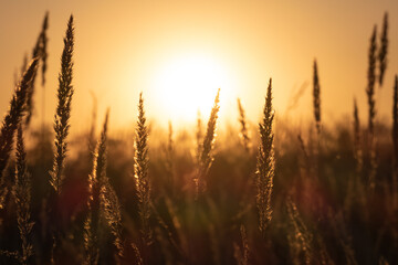 golden wheat field at sunset