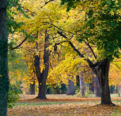 autumn trees in the park in Gödöllő