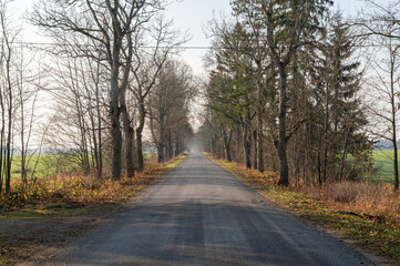 Fototapeta premium road in autumn