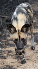 portrait of an African wild dog